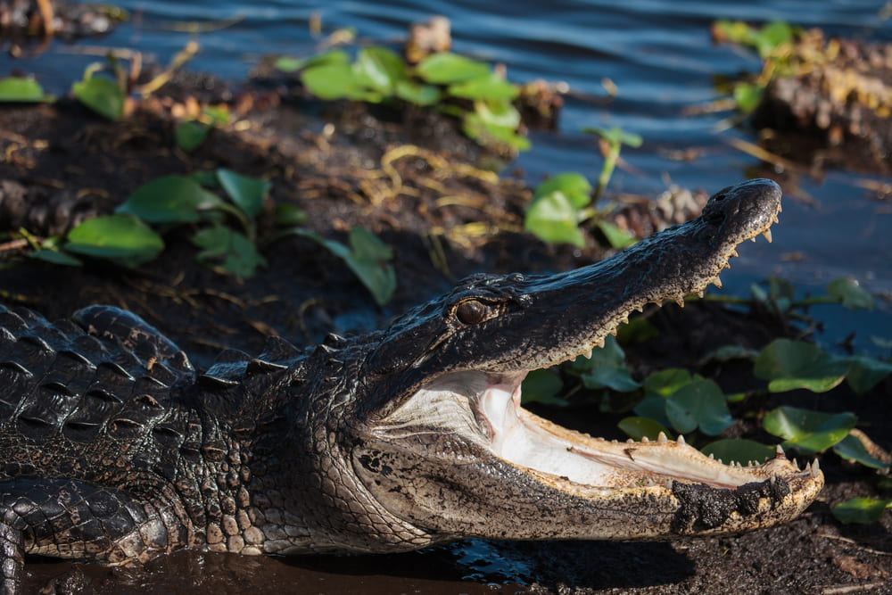 An alligator bathing in the everglades with its mouth open