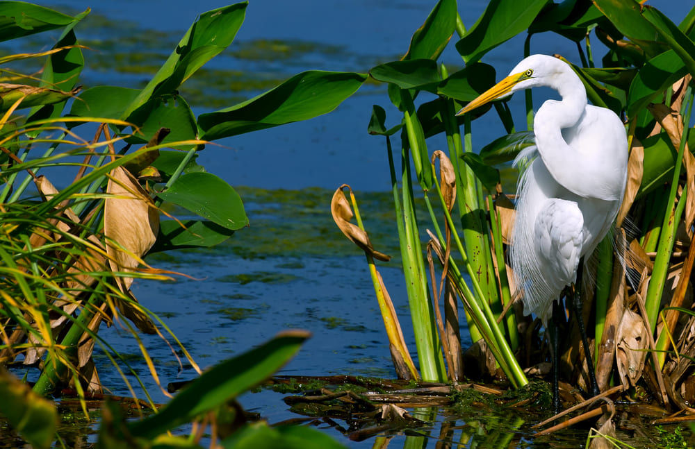 A beautiful heron standing in the waters of the everglades