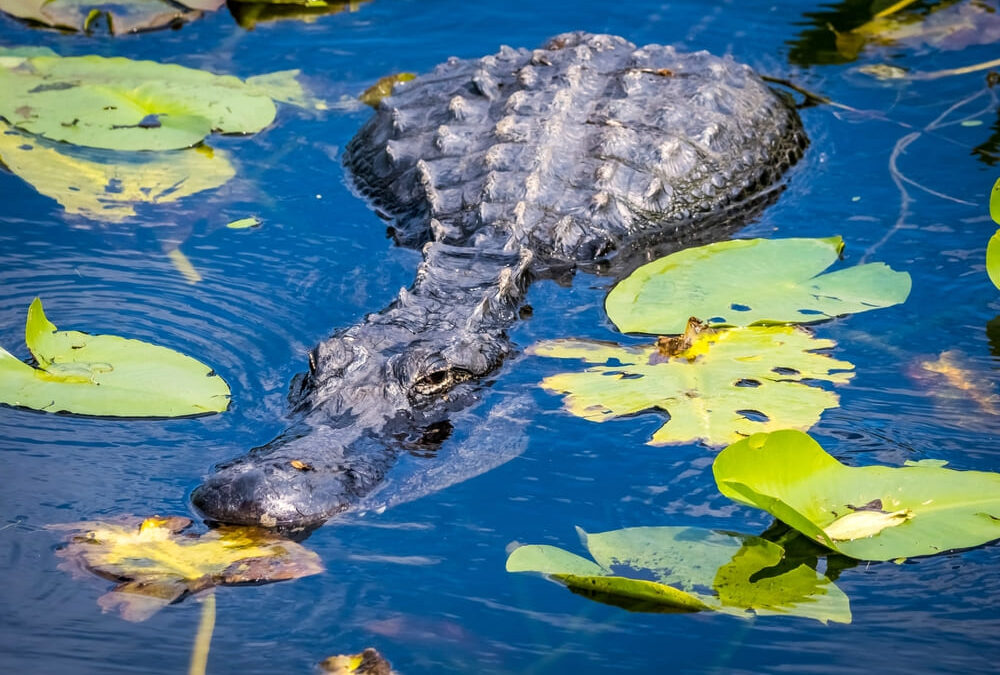 Everglades Tours – Discover Florida’s Iconic River of Grass