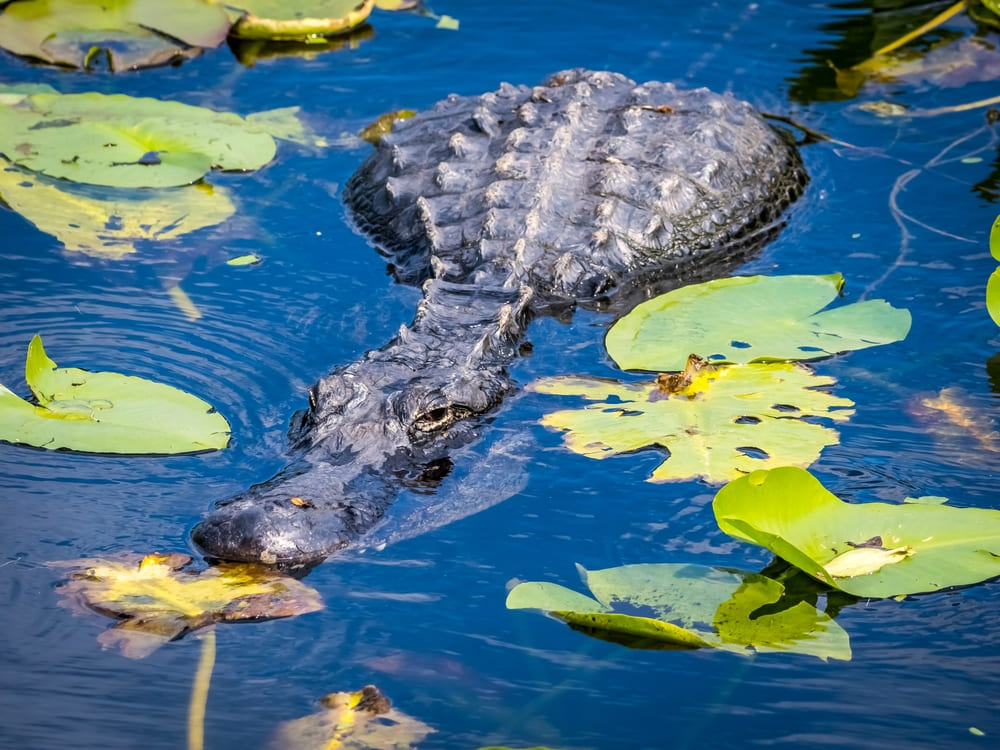 Discover Florida’s Iconic River of Grass