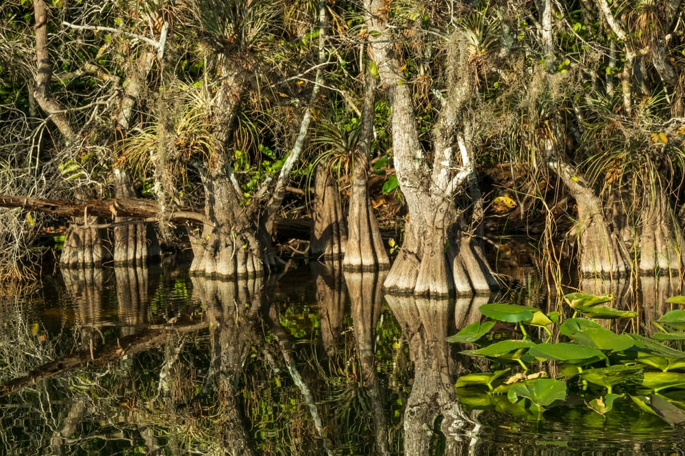 Everglades Travel Tips: Everything First-Time Visitors Need to Know