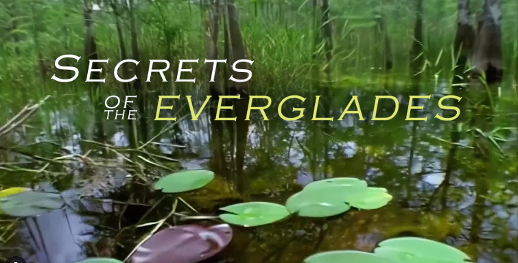 Hidden Gems Of The Everglades: Local Secrets Revealed